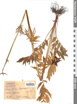 VOR 0021794