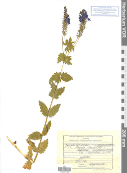 VOR 0021380