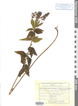 VOR 0021376