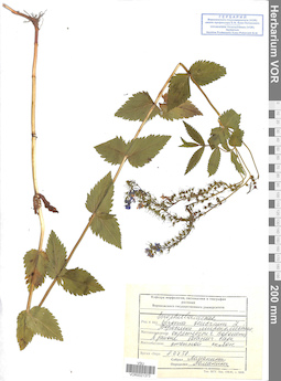 VOR 0021373