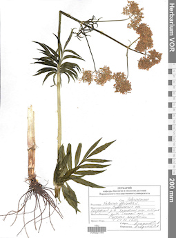 VOR 0021789