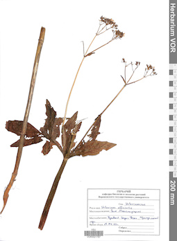 VOR 0021787