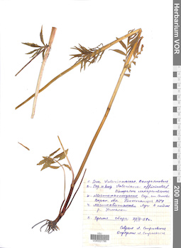 VOR 0021786