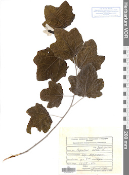 VOR 0024737