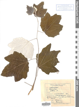 VOR 0024736