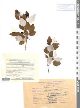 VOR 0024735