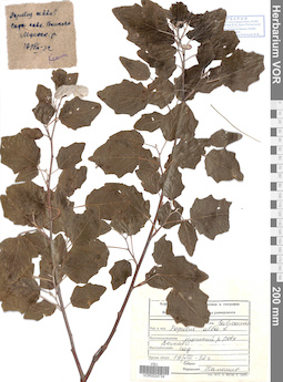 VOR 0024734