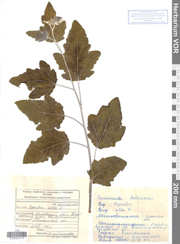 VOR 0024733