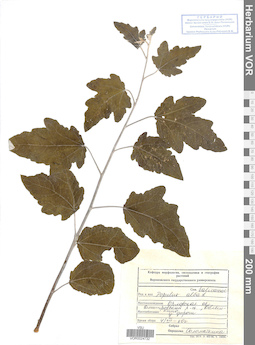 VOR 0024732