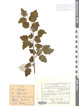 VOR 0024731
