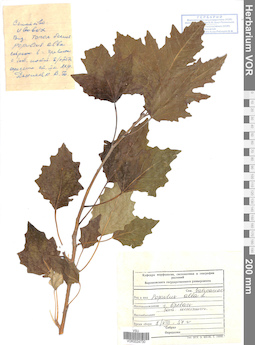 VOR 0024730