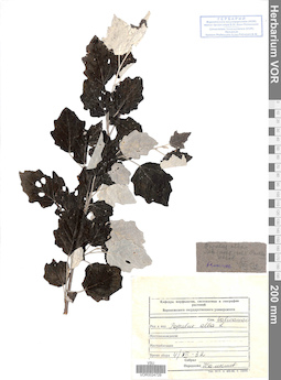 VOR 0024729