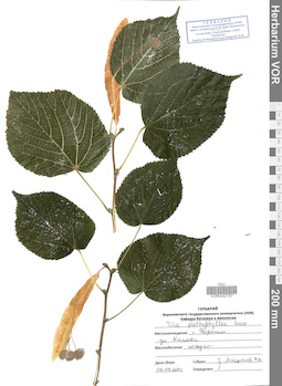VOR 0042187