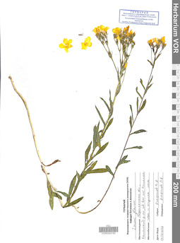 VOR 0042183