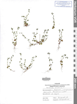 VOR 0042182