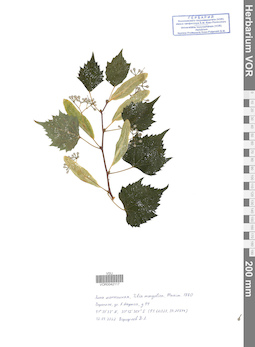 VOR 0042117