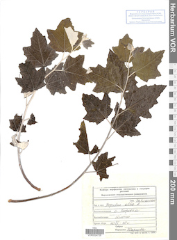 VOR 0024728