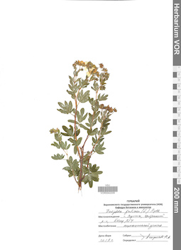 VOR 0042209