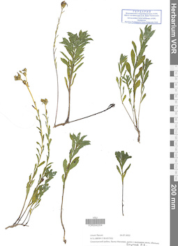 VOR 0042204