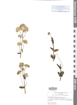 VOR 0042198