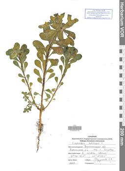 VOR 0042190