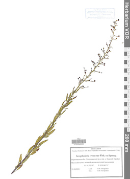 VOR 0042230