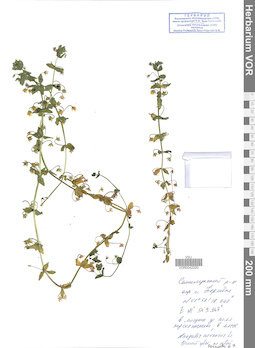 VOR 0042220
