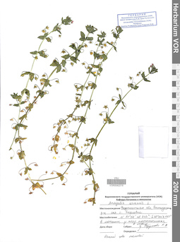 VOR 0042219