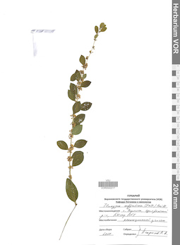 VOR 0042217