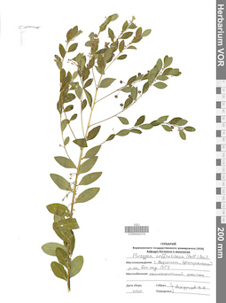VOR 0042216