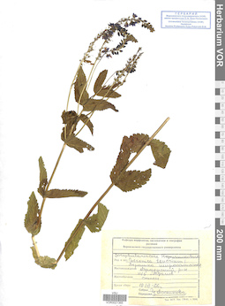 VOR 0021365