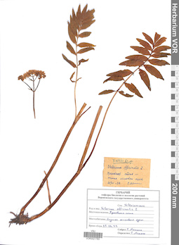 VOR 0021783