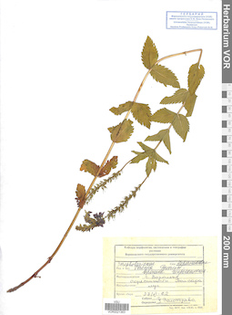 VOR 0021363