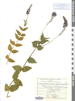 VOR 0021361