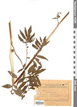 VOR 0021778