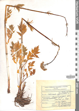 VOR 0021777
