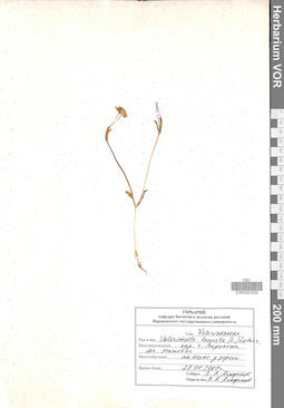 VOR 0021635