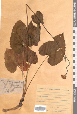VOR 0021632