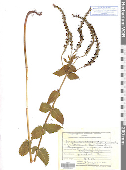 VOR 0021314