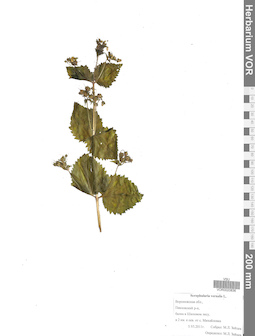 VOR 0020836