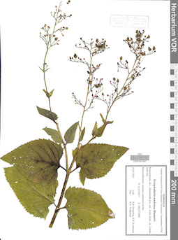 VOR 0041687