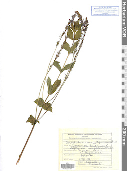 VOR 0021304