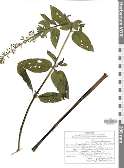 VOR 0020831