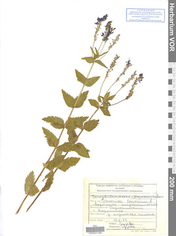 VOR 0021296