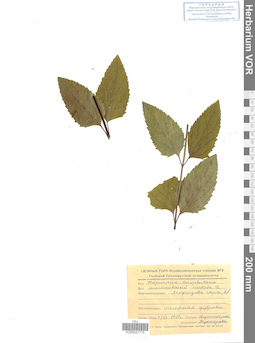 VOR 0041715