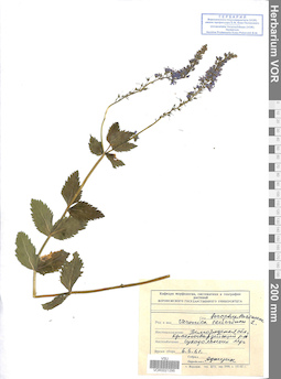 VOR 0021295