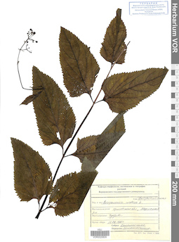 VOR 0020829