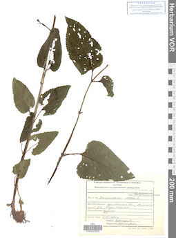 VOR 0020828