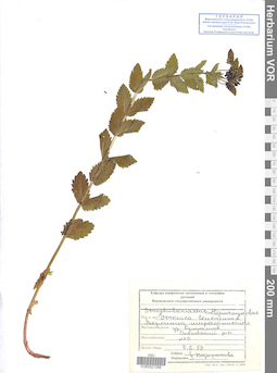 VOR 0021288