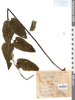 VOR 0020827